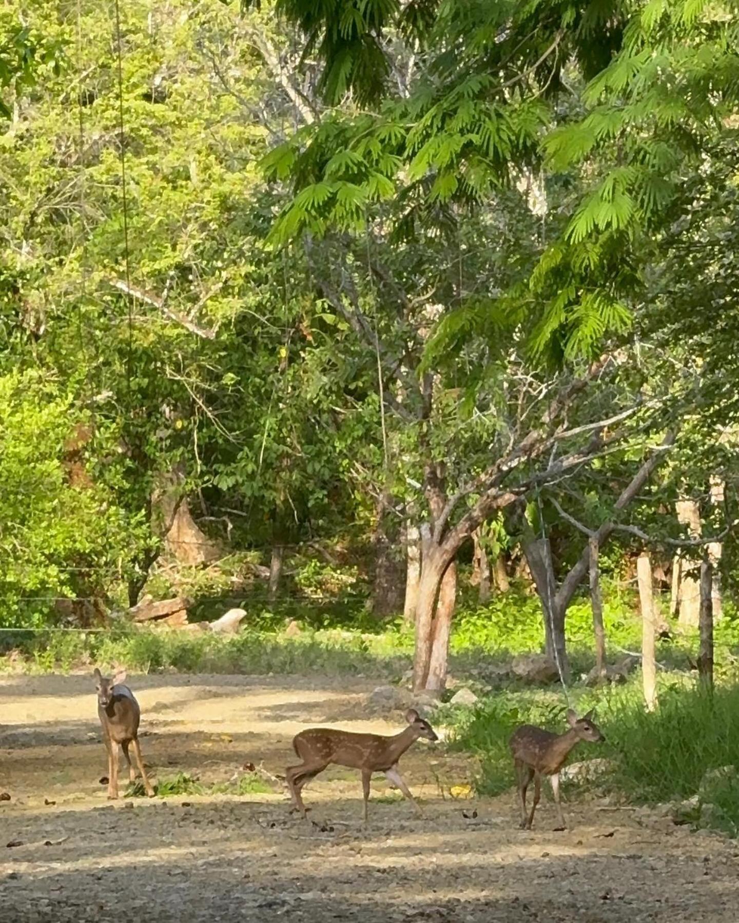 Deer House Cabuya Apartment Cabuya  Luaran gambar